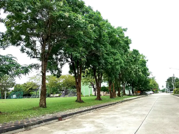 ถนนร่มรื่นภายในวิทยาลัย
